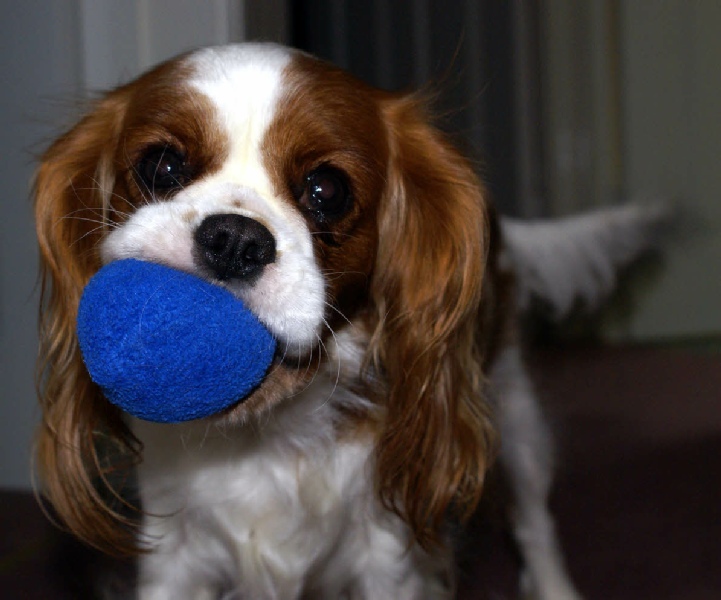 Ellie found a blue ball
