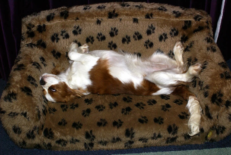 Ellile perfected staying on the sofa