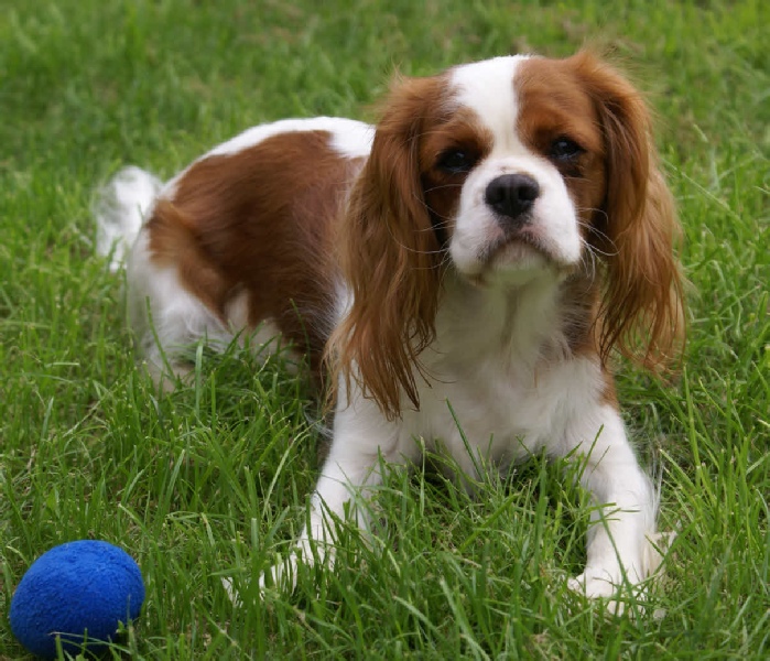 Ellie playing in the garden