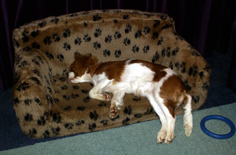 Elllie still learning too stay on the sofa