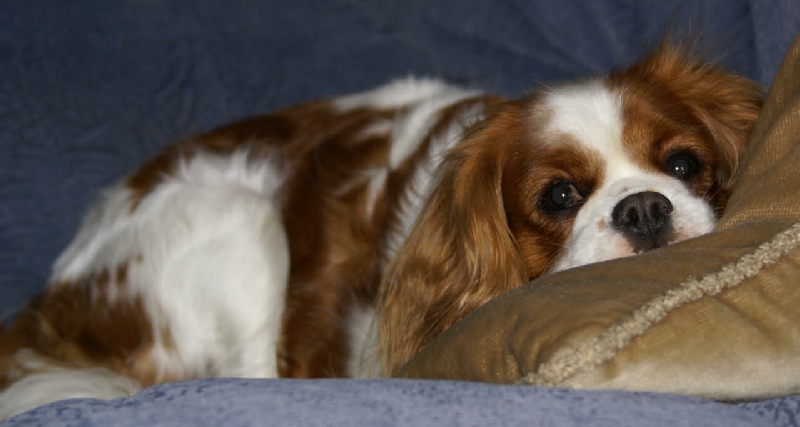 Ellie at 2 years old